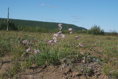Gypsophila sambukii