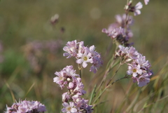 Gypsophila sambukii
