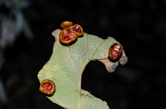 Dros