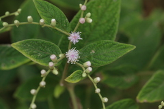 Lepidaploa canescens