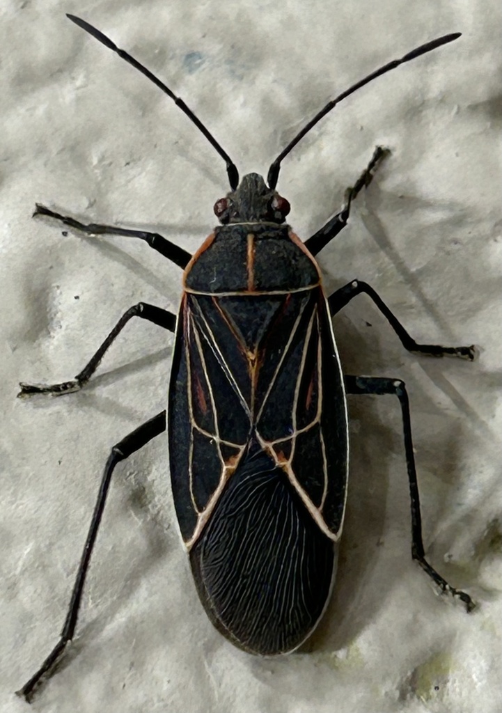 Western Boxelder Bug from 26th Ave NW, Olympia, WA, US on February 11 ...