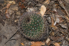 Mammillaria wagneriana