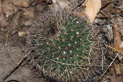 Mammillaria wagneriana