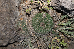 Mammillaria wagneriana