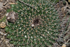 Mammillaria wagneriana