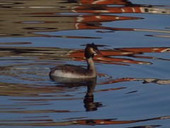 Podiceps cristatus