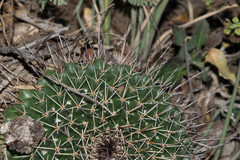Mammillaria wagneriana