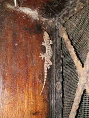Hemidactylus parvimaculatus