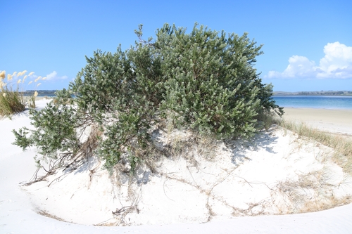 Callistachys lanceolata, photograph 3