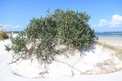 Callistachys lanceolata, photograph author not stated, no rights reserved