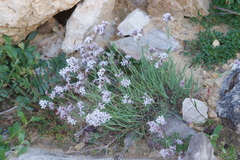 Gypsophila sambukii