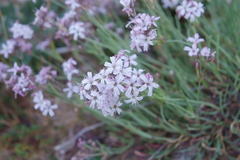 Gypsophila sambukii