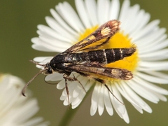 Chamaesphecia tenthrediniformis