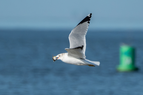 Ring-billed Gull