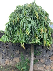 Polyalthia
