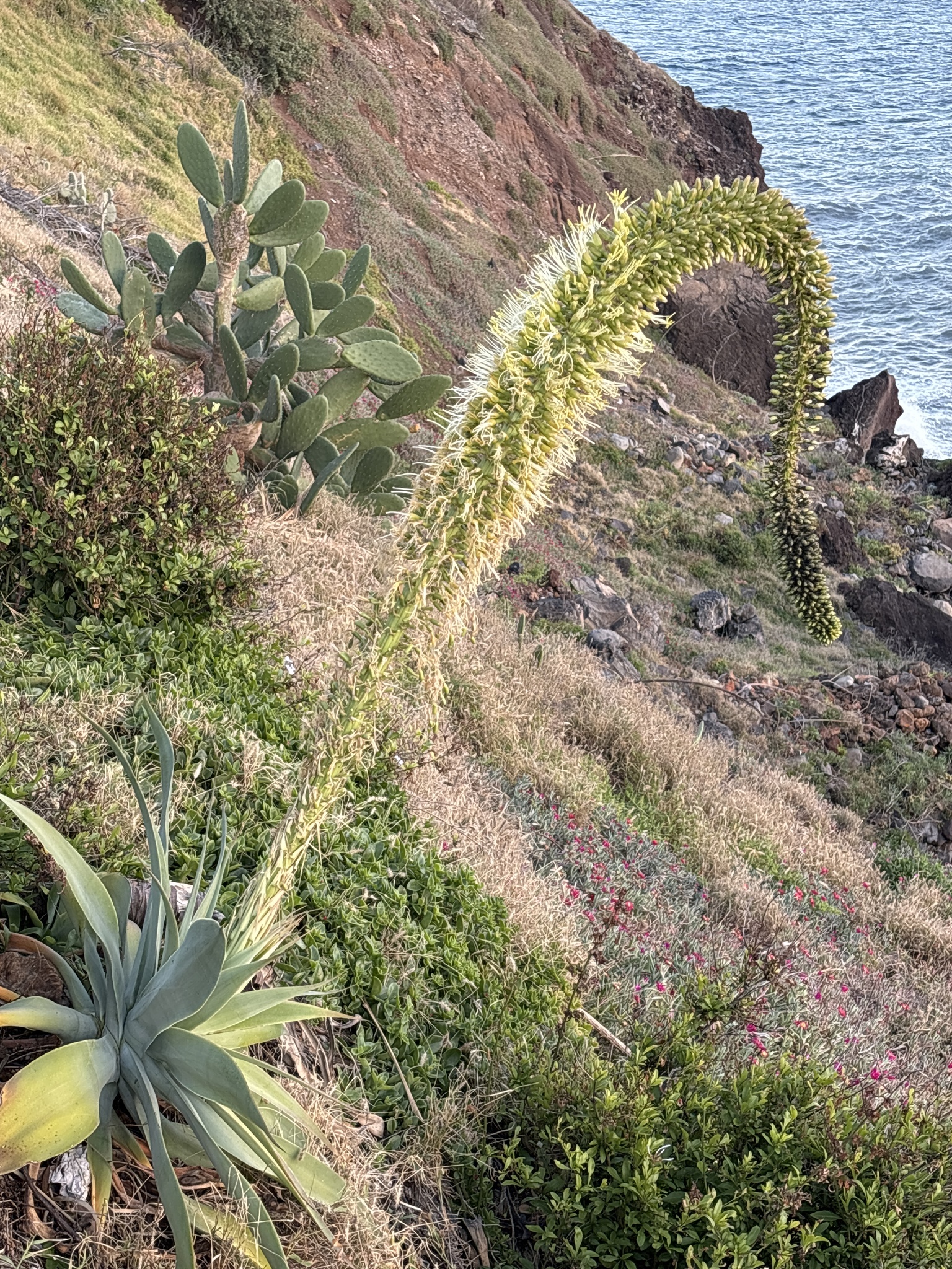 Imagem de Agave-dragão