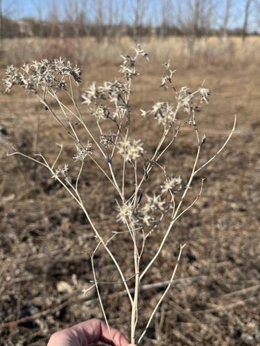 tall boneset (Eupatorium altissimum)