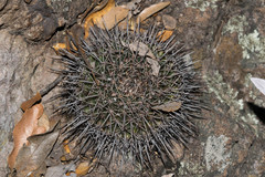 Mammillaria wagneriana