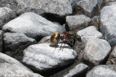 Camponotus rubrithorax