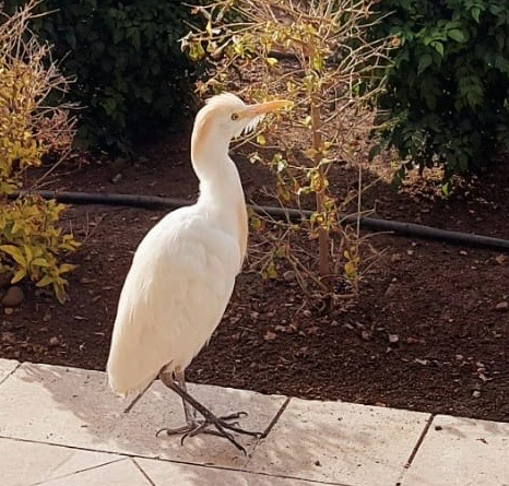 Western Cattle-Egret
