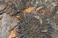 Mammillaria wagneriana