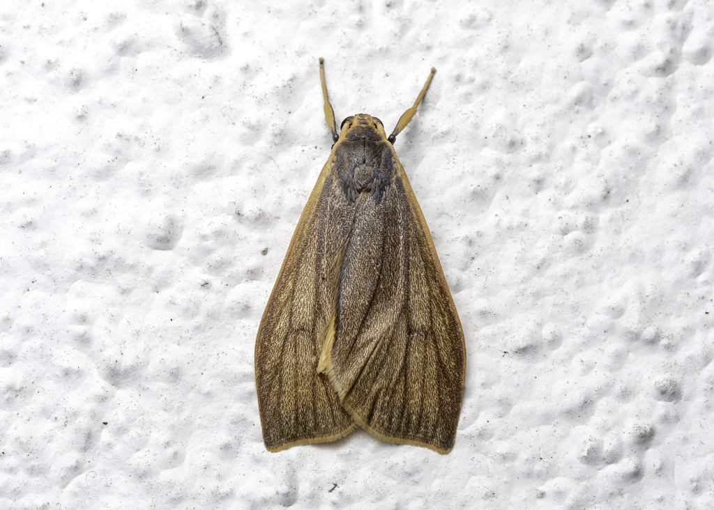 Nishada cameronensis