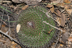 Mammillaria wagneriana