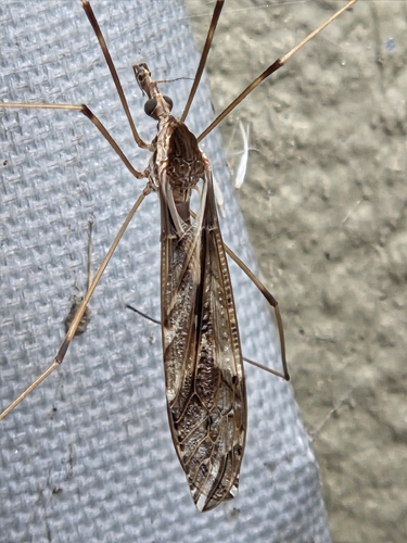 iNaturalist observation photo of Bellardina