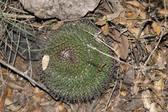 Mammillaria wagneriana