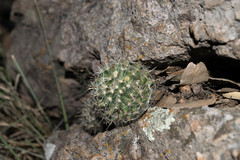 Mammillaria mercadensis