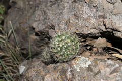 Mammillaria mercadensis