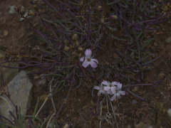 Gypsophila sambukii