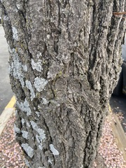 Ginkgo biloba