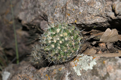Mammillaria mercadensis