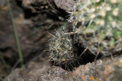Mammillaria mercadensis