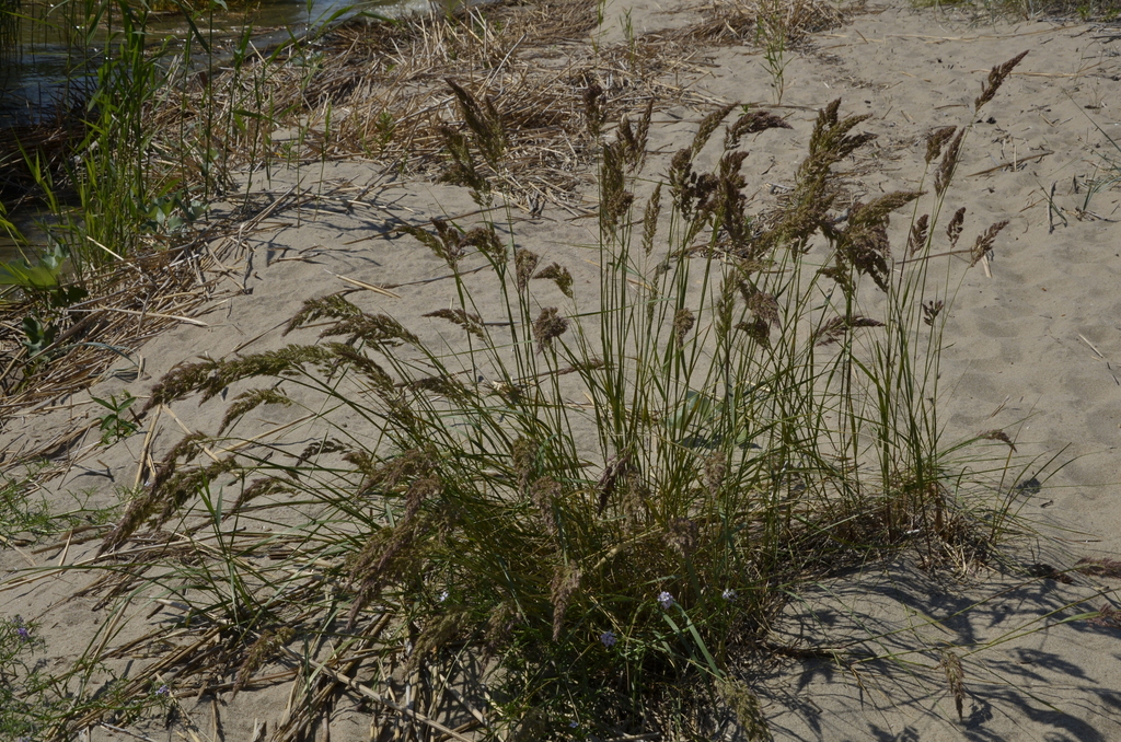Calamagrostis