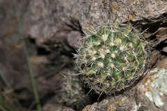 Mammillaria mercadensis