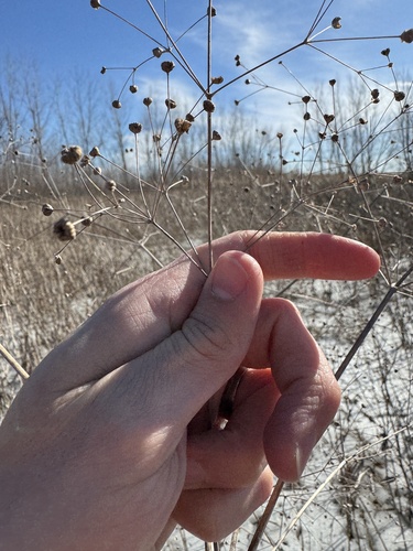 northern water-plantain (Alisma triviale)