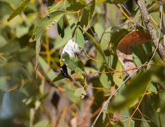 Melithreptus gularis laetior