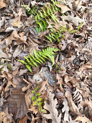 Dryopteris ludoviciana, 2026-02-11