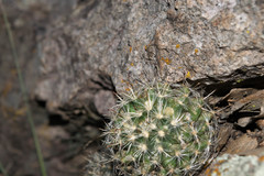 Mammillaria mercadensis