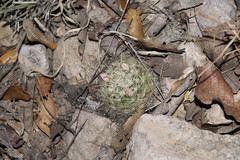 Mammillaria mercadensis