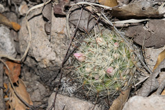 Mammillaria mercadensis