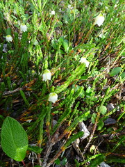 Cassiope tetragona tetragona