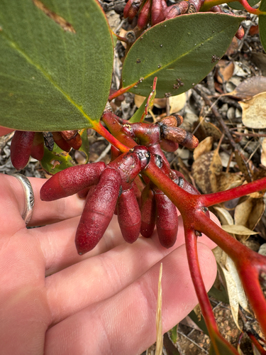 Eucalyptus grossa