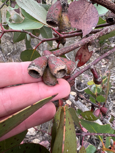Eucalyptus grossa, photograph 4