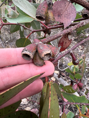 Eucalyptus grossa, photograph (c) Tyler Anthony, some rights reserved (CC BY)