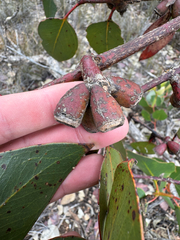 Eucalyptus grossa, photograph (c) Tyler Anthony, some rights reserved (CC BY)