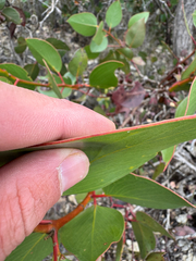 Eucalyptus grossa, photograph (c) Tyler Anthony, some rights reserved (CC BY)
