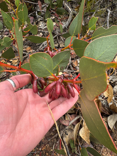 Eucalyptus grossa, photograph 2
